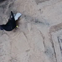 کبوتر|پرنده|اسفرورین, |دیوار