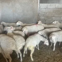 لاکن شیری