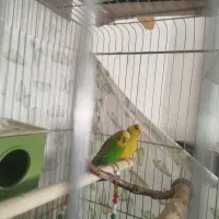 مرغ عشق جفت مولد تخم گذار|پرنده|محمدیه-قزوین, |دیوار