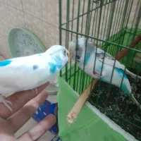مرغ عشق ماده
