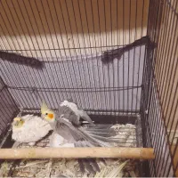 عروس هلندی جفت