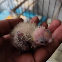 طوطی عروس هلندی با جوجه