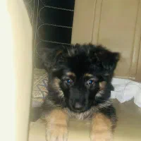 واگذاری توله ژرمن