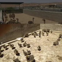 شت ر مر غ۳۲ روزه و ۵۶ روزه واکسن خورده