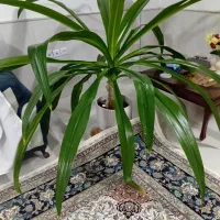 گل طبیعی|گل و گیاه طبیعی|نیشابور, مازول|دیوار