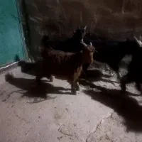 بیگ|حیوانات مزرعه|شوشتر, |دیوار