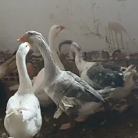 غوغاز