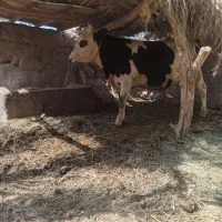 نر گاو فروشی
