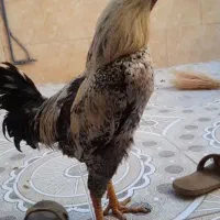 خروس لاری