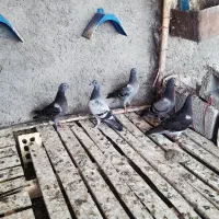 جوجه  کبوترپلاکی مسافتی نشسته 950