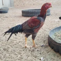 3تا خروس لاری جوان