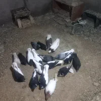 کفتر رنگی|پرنده|اسفرورین, |دیوار