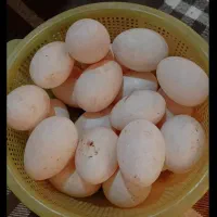 فروش تخم اوردک و مرغ|خوردنی و آشامیدنی|کردکوی, |دیوار