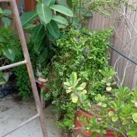گل طبیعی|گل و گیاه طبیعی|کنارک, |دیوار