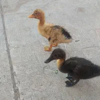 فروش جوجه اردک