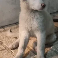 واگذاری سگ نگهبان