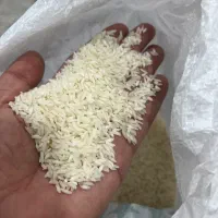 برنج طارم هاشمی|خوردنی و آشامیدنی|قم, پامنار|دیوار