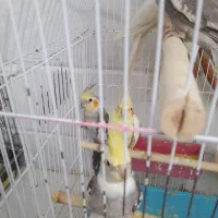 عروس هلندی