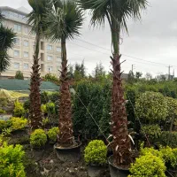 پالم واشنگتن ، نخل لاتانیا ( درخت و نخل خرما )