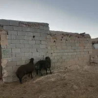 دوعدد بره نر هترو|حیوانات مزرعه|تربت جام, جلگه موسی آباد|دیوار