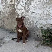 فروش پیتبول