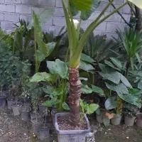 فروش گل باباآدم