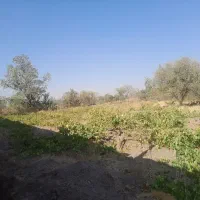 زمین کشاورزی باغ انگور وباغ گردو