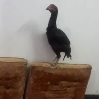 مرغ وخروس اصیل نسل دار