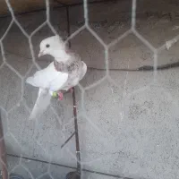 کبوتر