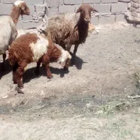 بره ماده|حیوانات مزرعه|نیشابور, مازول|دیوار