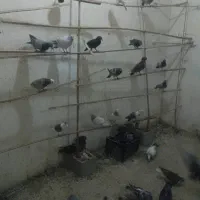 کبوتر جدید|پرنده|سراوان, |دیوار
