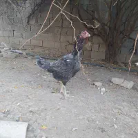 مرغ طوس لاری|حیوانات مزرعه|نگین شهر, |دیوار