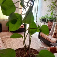 منزل مبله چهارراه شریف ابادبه سمت بلوار اتحاد|اجارهٔ کوتاهمدت آپارتمان و سوئیت|شیراز, شریفآباد|دیوار