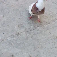 طوقی هفت رنگ نر با ساده نر