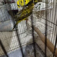 قناری نر سبز بخونه و گلبسر بخون|پرنده|کرمان, |دیوار