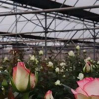 استخدام کارگر ساده برای گلخانه رز