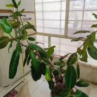 گل طبیعی فیکوس|گل و گیاه طبیعی|فردیس, ثابتی|دیوار