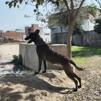 سگ مالینویز اصل|سگ|آزادشهر, |دیوار