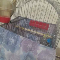 عروس|پرنده|دامغان, |دیوار