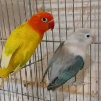 جفت کوتوله دم تخم اوپلاین پاستیلی ماده یووینگ بلو