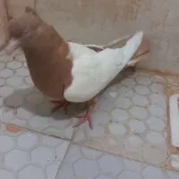 ماده سینه زرد