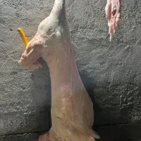 فروش بره چاق کلاله|حیوانات مزرعه|کلاله, |دیوار