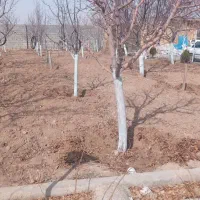 باغبانی و درختکاری، هرس کردن تیلر زدن کودوگل|خدمات باغبانی و درختکاری|مشهد, احمدآباد|دیوار