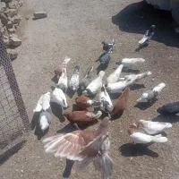 کبوتر