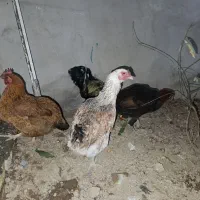 چهار عدد مرغ و یک خروس|حیوانات مزرعه|اسلام‌شهر, مظفریه|دیوار