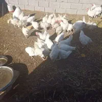 فروش مرغ تخمگذار فقط فقط دانه ای ۱۰۰تومن