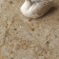 یک عدد غاز نر دورگه جوان