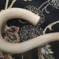 عصای  طبیعی  مخصوص  کوهنوردی|آرایشی، بهداشتی، درمانی|بانه, |دیوار