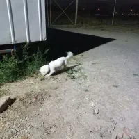واگذاری سگ پاکوتاه