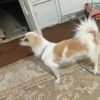 فروش و معاوضه|سگ|پاکدشت, پاکدشت (مامازند)|دیوار